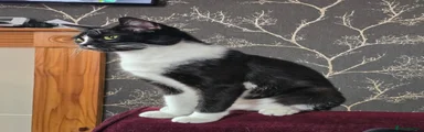 Oreo