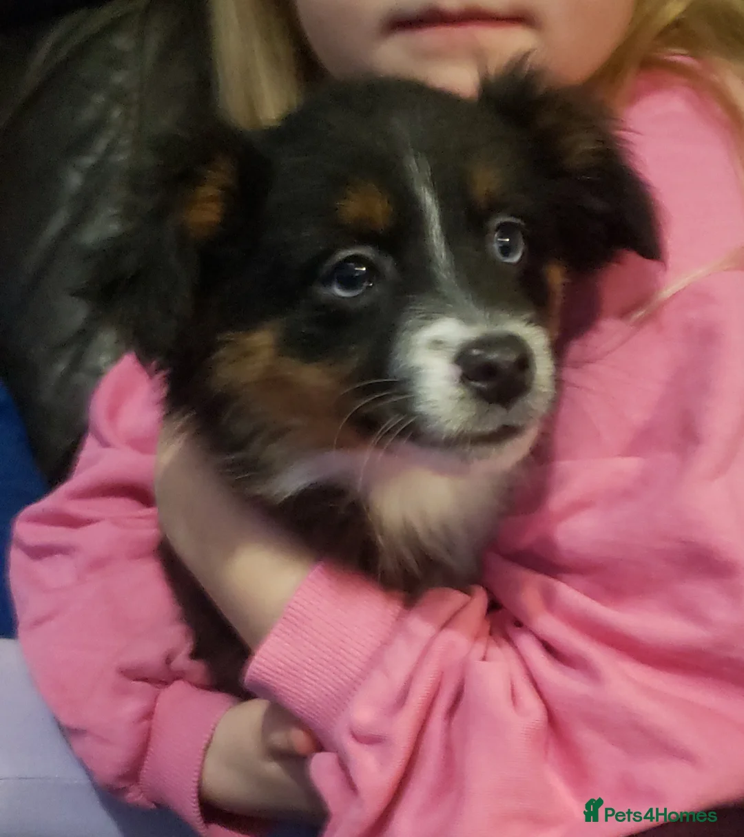 Australian Shepherd dogs for sale: Male Miniature Australian Shepherds ASDRegistered - Advert 6