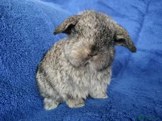Mini Lop rabbits Baby mini lops for sale - Advert 17