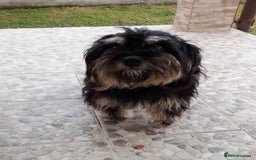 Bichon Frise dogs for adoption: Meet TOTO - a Lovely small boy for a Loving Home - Image 5