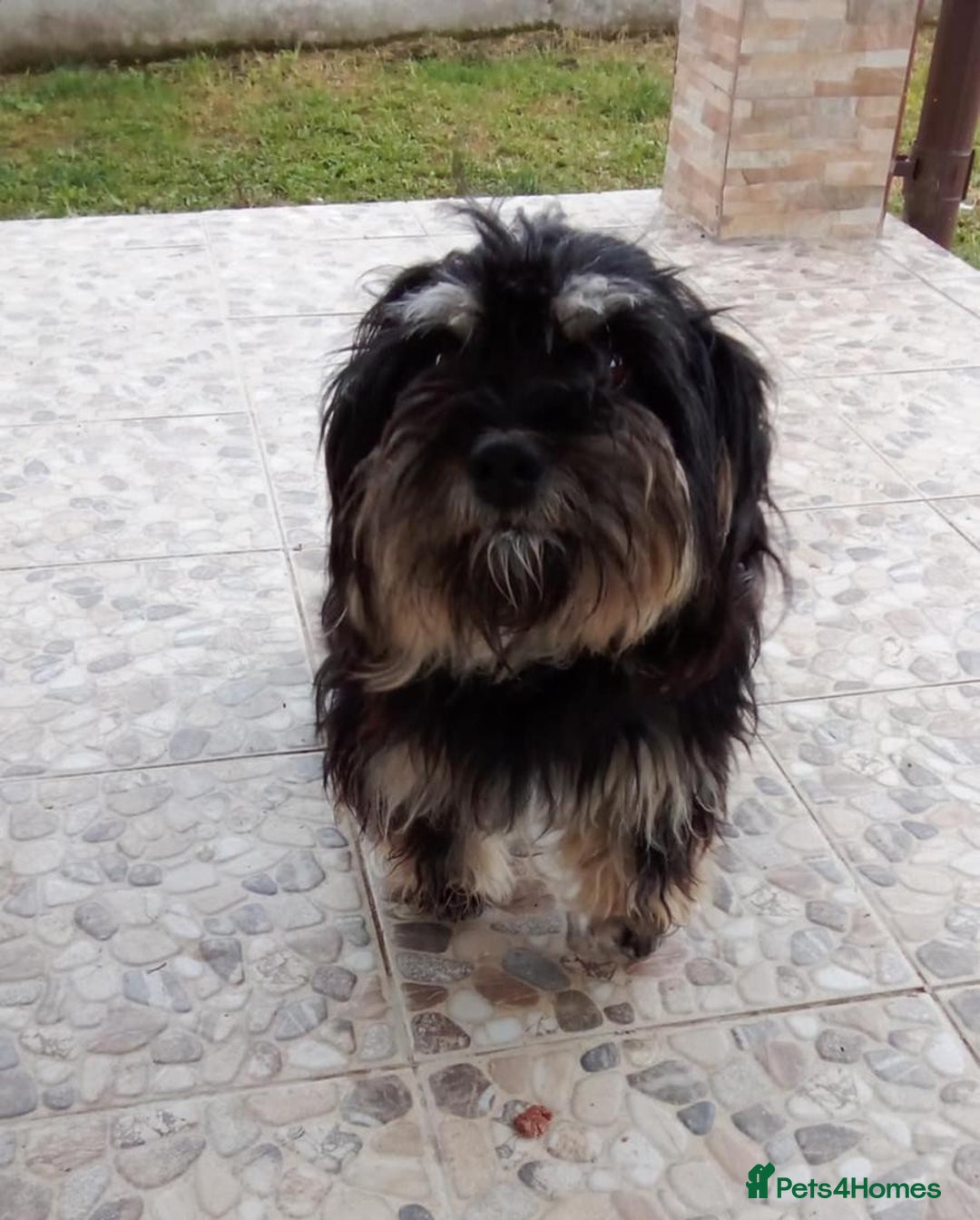 Bichon Frise dogs for adoption: Meet TOTO - a Lovely small boy for a Loving Home - Image 5