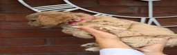 Cavapoochon dogs for sale: Lovely puppies looking for good home  - Advert 15