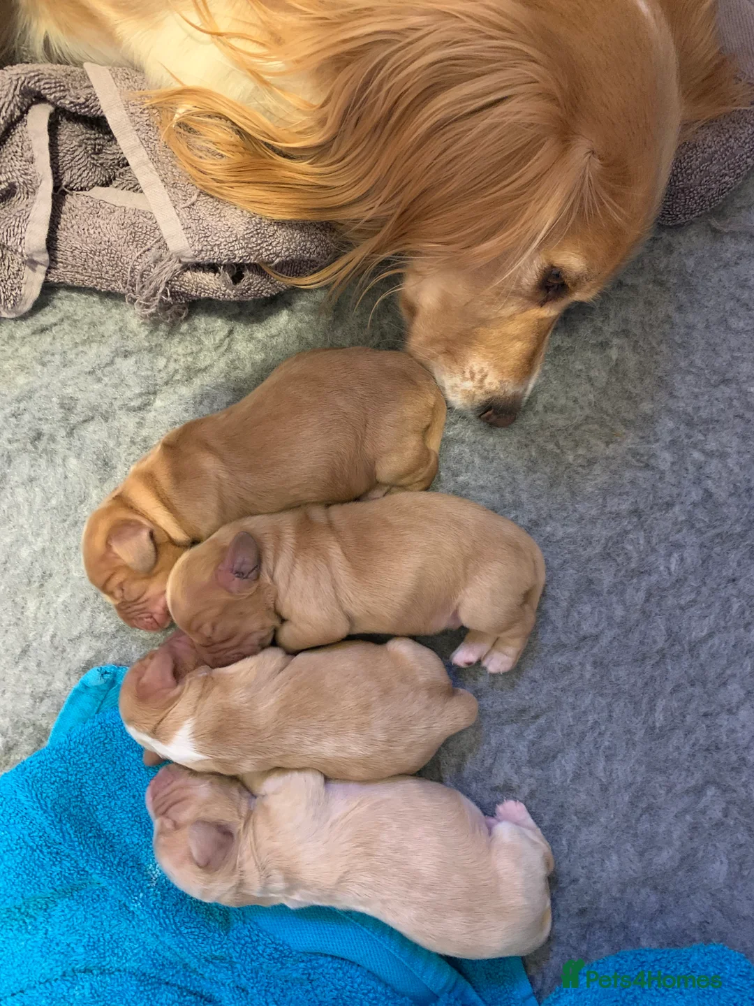 Cocker Spaniel dogs for sale: Working Cocker Spaniel Puppies  - Advert 11
