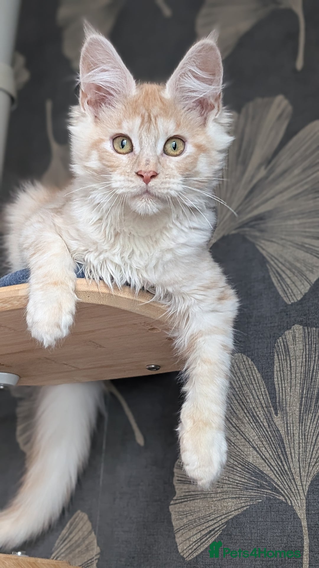 Maine Coon cats for sale: Pedigree, Tica registered kittens - Advert 4