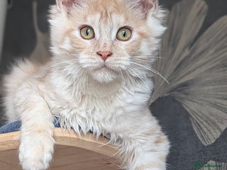 Maine Coon cats Pedigree, Tica registered kittens - Advert 3