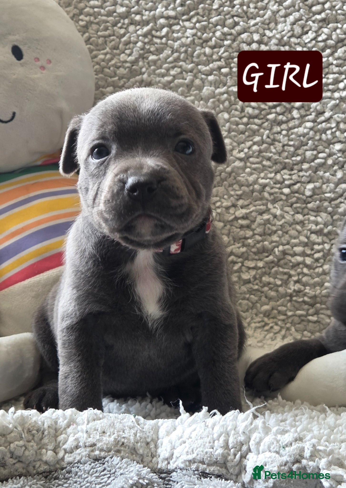 Staffordshire Bull Terrier dogs LAST ROYAL REGIMENT KC REGISTERED GIRLS - Advert 2