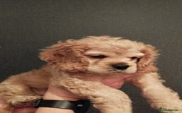 Mixed Breed dogs for sale: CavalierxCocker Spaniel Puppies -Both Parents Here - Image 16