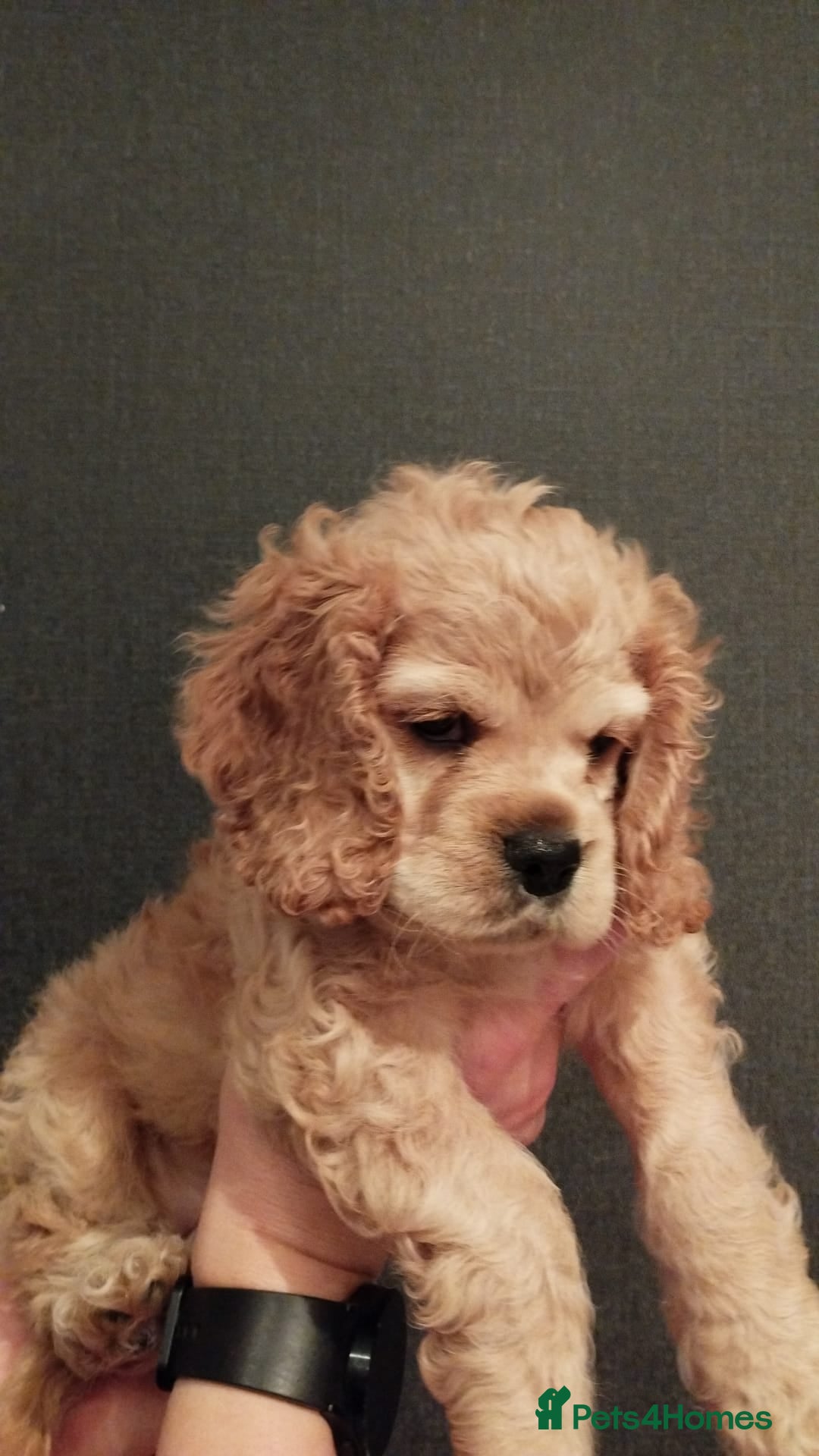 Mixed Breed dogs for sale: CavalierxCocker Spaniel Puppies -Both Parents Here - Image 16