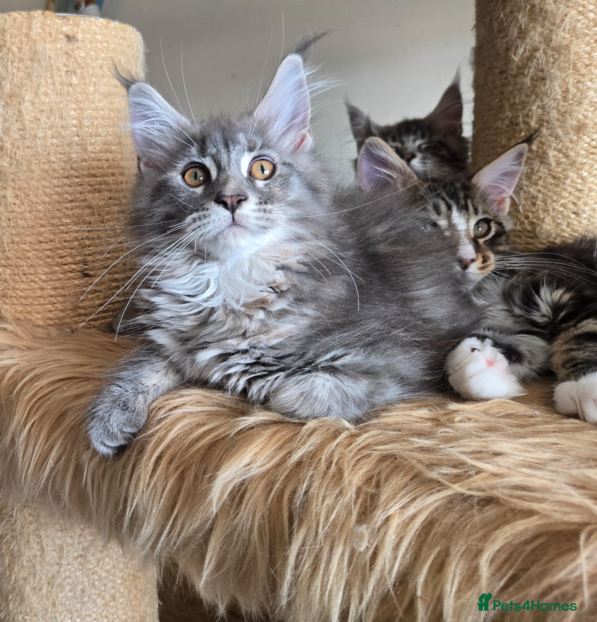 Maine Coon cats Stunning registered Maine Coon kittens - Advert 2