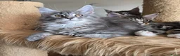 Maine Coon cats for sale: Stunning registered Maine Coon kittens - Advert 20