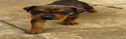Mixed Breed dogs for sale: CANE CORSO X ROTTWEILER  - Advert 6