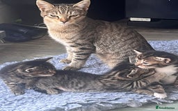 Bengal cats for sale: Bengal cross tabby’s  - Image 7