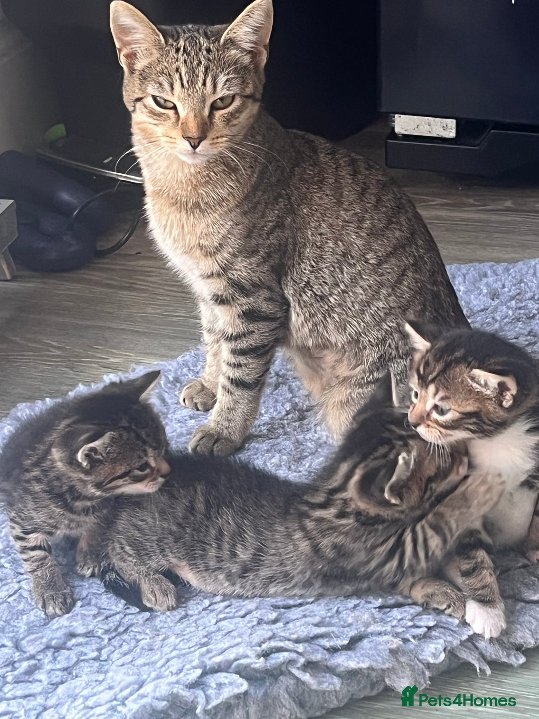 Bengal cats for sale: Bengal cross tabby’s  - Image 7