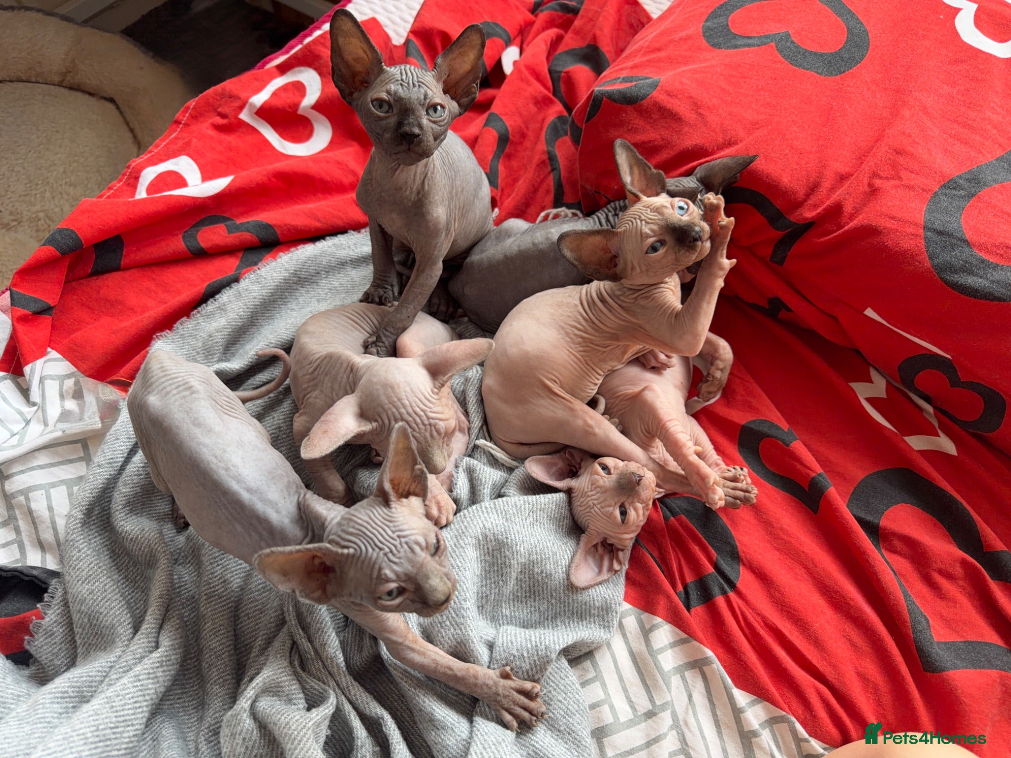 Sphynx cats New Sphynx Litter Available Now! - Advert 2