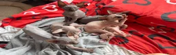 Sphynx cats for sale: New Sphynx Litter Available Now! - Advert 2
