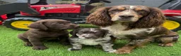 Cocker Spaniel dogs for sale: ​Stunning Cocker Spaniel Puppies Ready 14th May in London - Advert 9