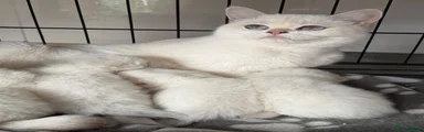 British Shorthair 1
