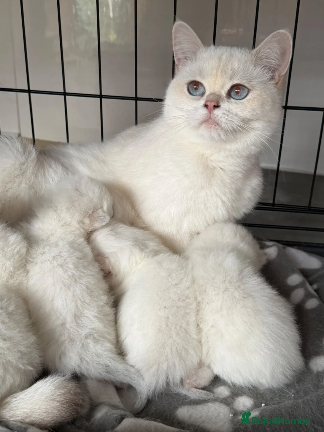 British Shorthair cats for sale: PURE-BSH kittens- TIKA registred - Advert 2