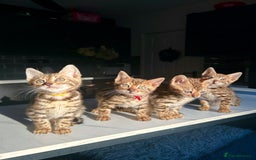 Bengal cats for sale: 4 tiger cub bengal girls for sale  - Advert 18