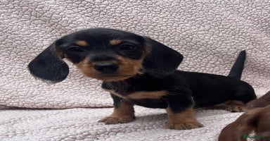 Dachshund dogs - Advert 7