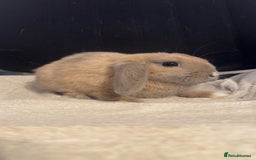 Mini Lop rabbits for sale: Mini lop  in Grays - Image 5