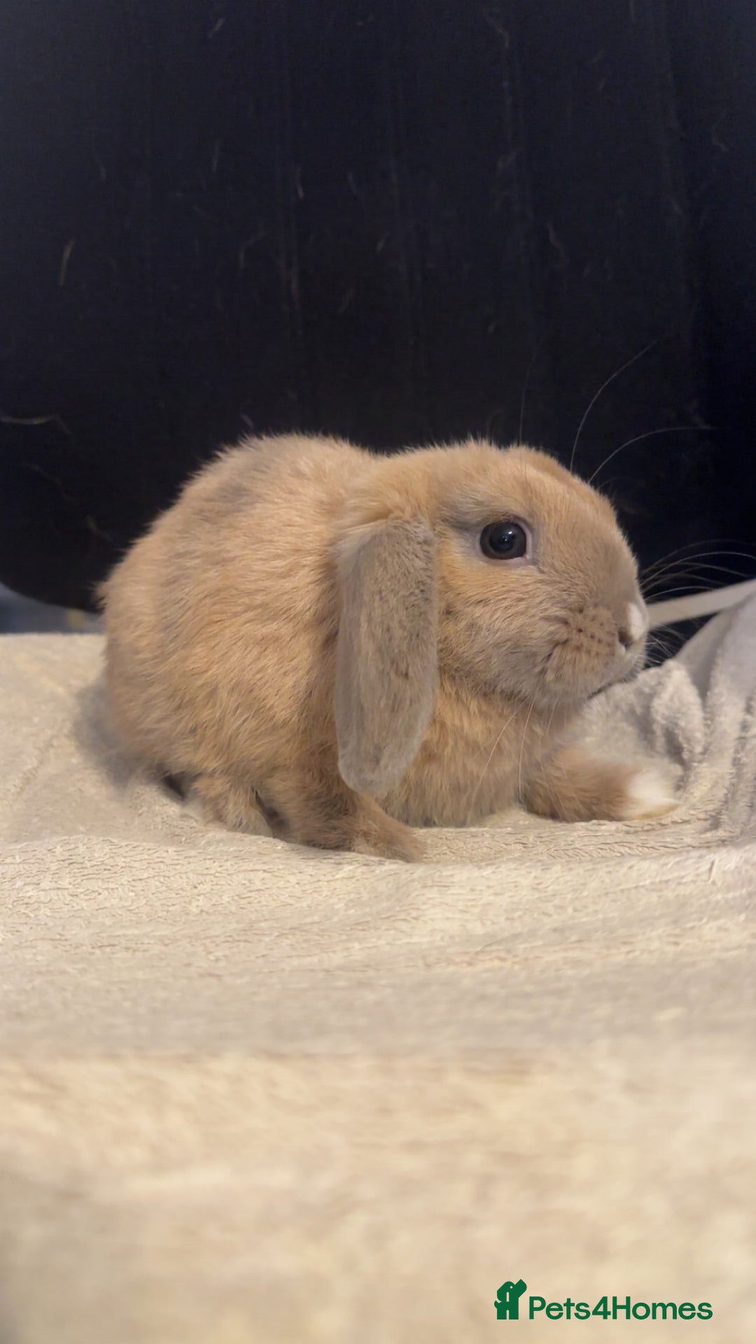 Mini Lop rabbits for sale: Mini lop  in Grays - Image 5