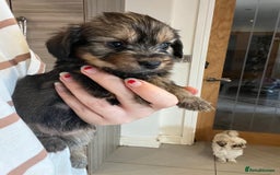 Mixed Breed dogs for sale: Chihuahua cross terrier puppies  - Image 1