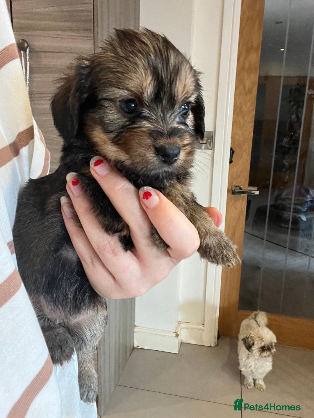 Mixed Breed dogs for sale: Chihuahua cross terrier puppies  - Image 1