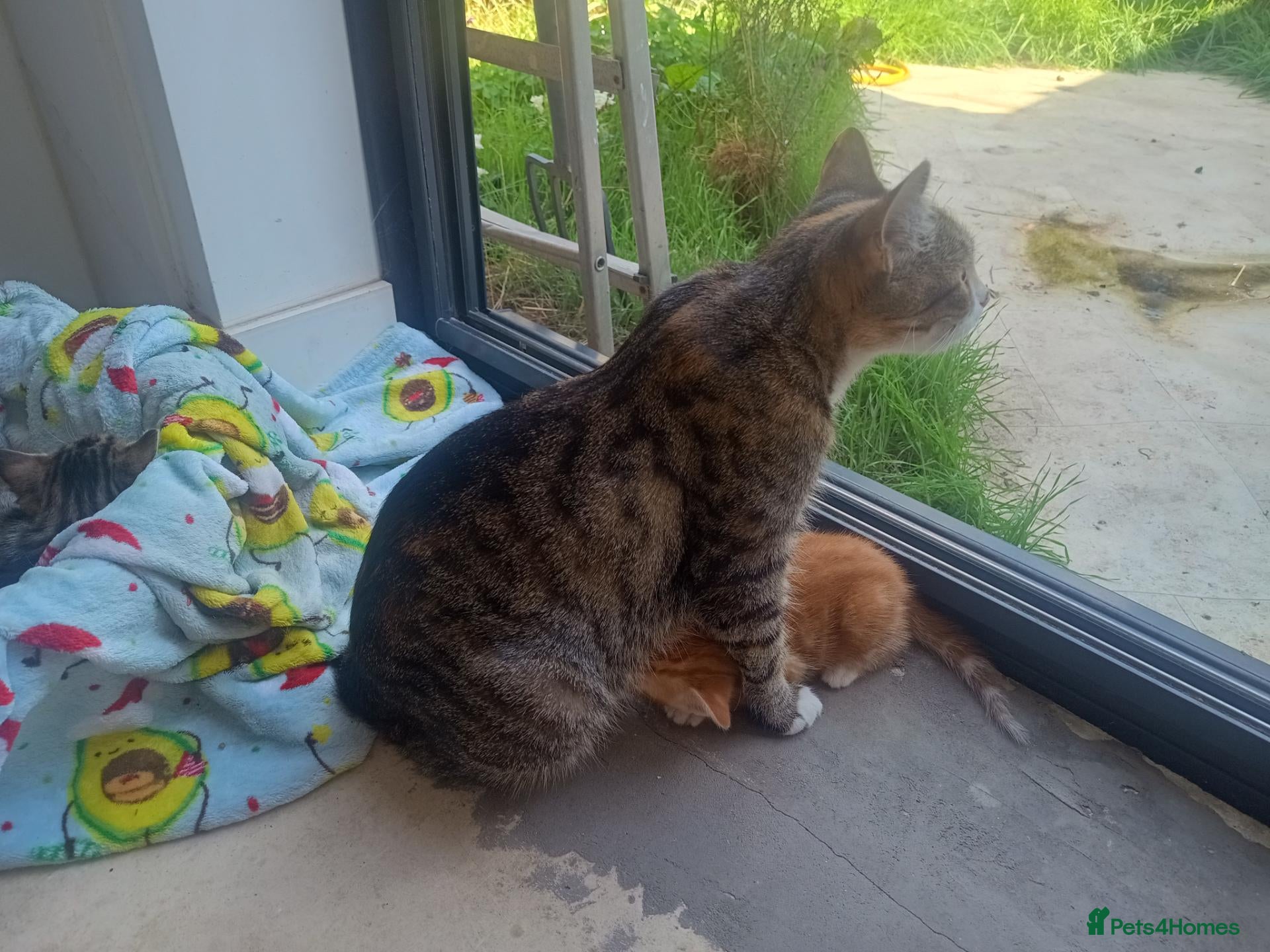 Mixed Breed cats Litter of 5 kittens  - Advert 2