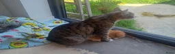 Mixed Breed cats for sale: Litter of 5 kittens  - Advert 1