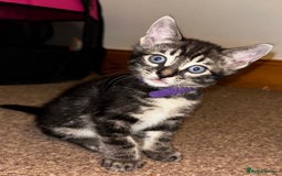 Bengal cats for sale: BENGAL❌KITTENS - Image 23