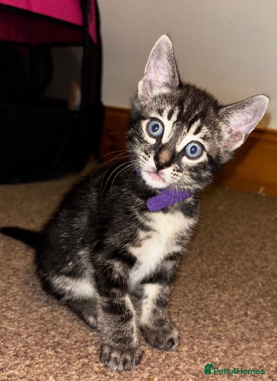 Bengal cats for sale: BENGAL❌KITTENS - Image 23