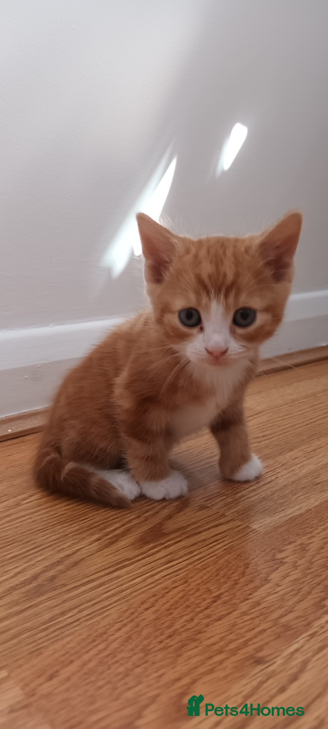 Mixed Breed cats for sale: Only black boy left, ready to leave now❤️ - Image 5