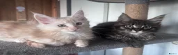 Maine Coon cats for sale: Beautiful Maine coon Kittens 4 left - Advert 5