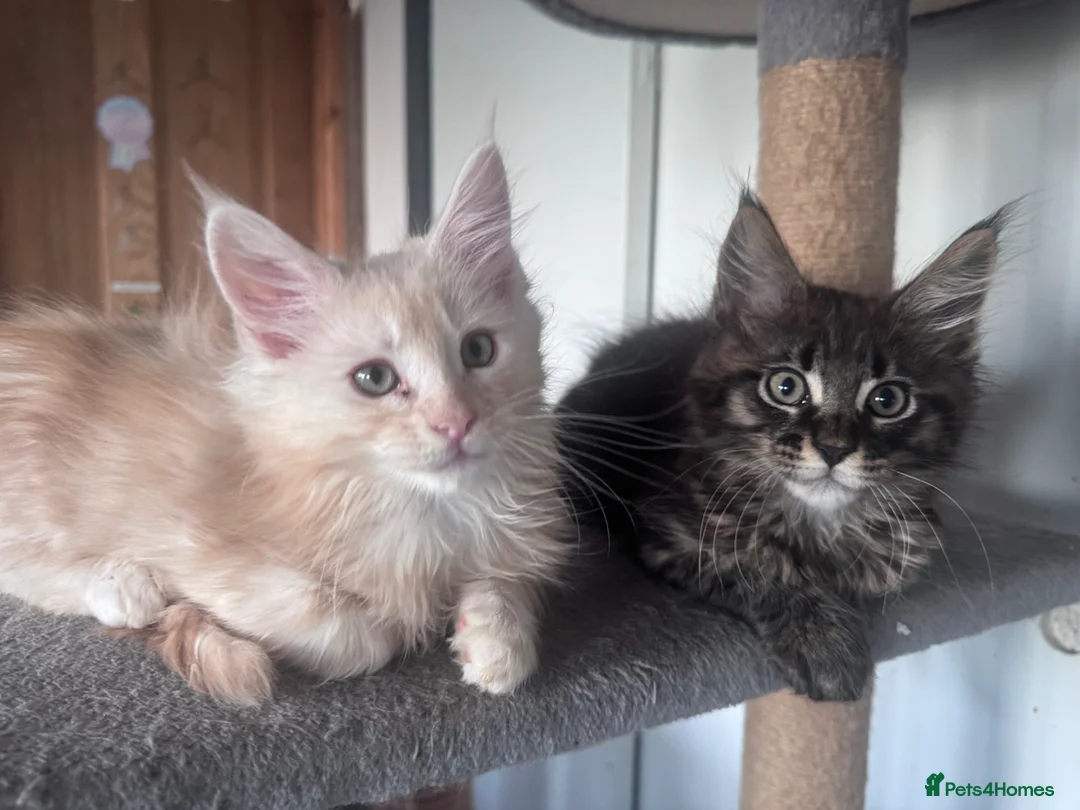 Maine Coon cats for sale: Beautiful Maine coon Kittens 4 left - Advert 5