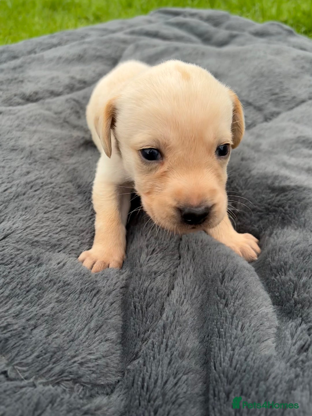 Labrador Retriever dogs for sale: KC Yellow Labradors - Image 7