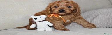 American Cocker Spaniel 1