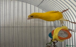Canaries birds for sale: Yellow canary male and female  - Image 6