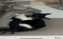 Mixed Breed cats for sale: 1 year old neutered male long haired cat - Image 4