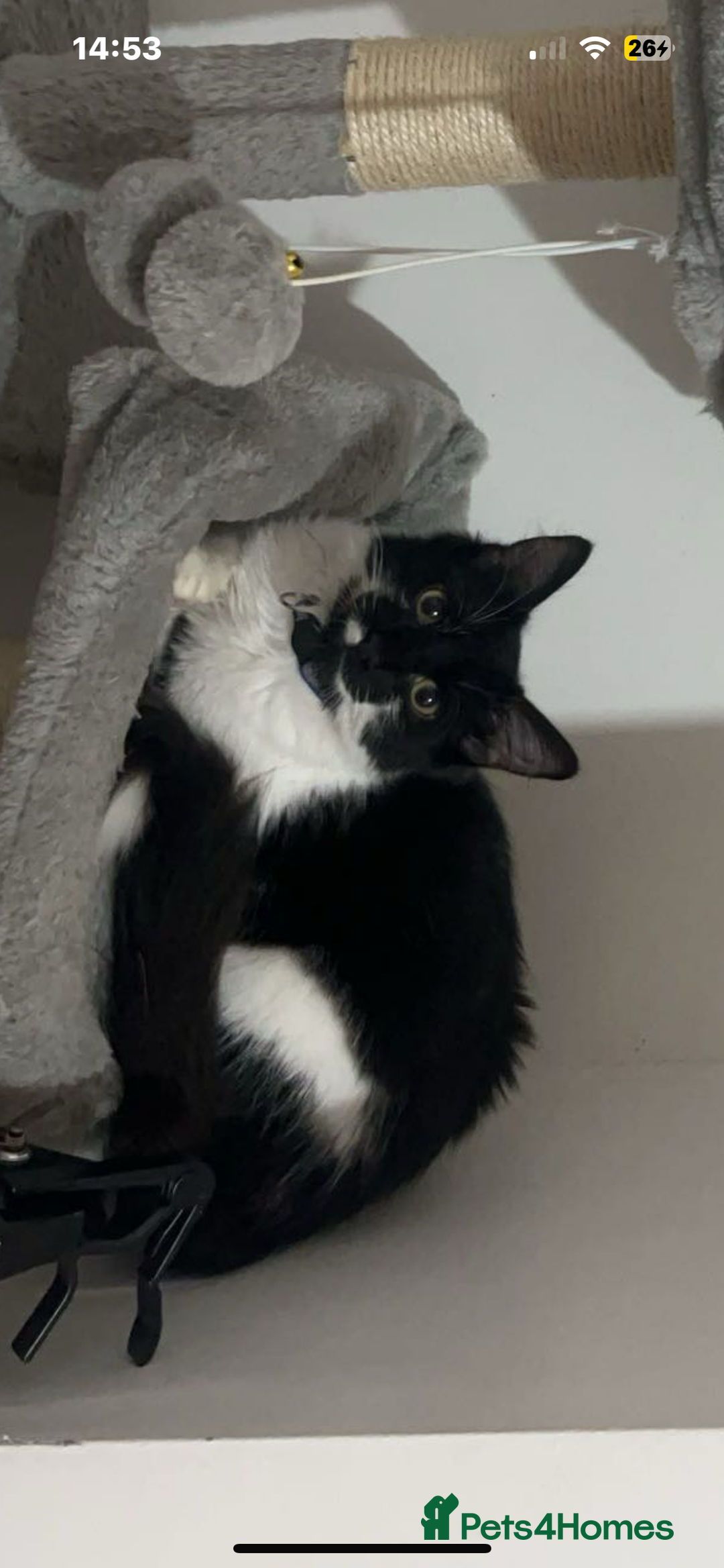Mixed Breed cats for sale: 1 year old neutered male long haired cat - Image 4