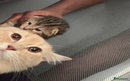 American Bobtail cats for sale: American bobtail / tortoise shell - Image 19