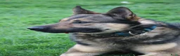 German Shepherd dogs for sale: Trained family gsd male - Advert 12