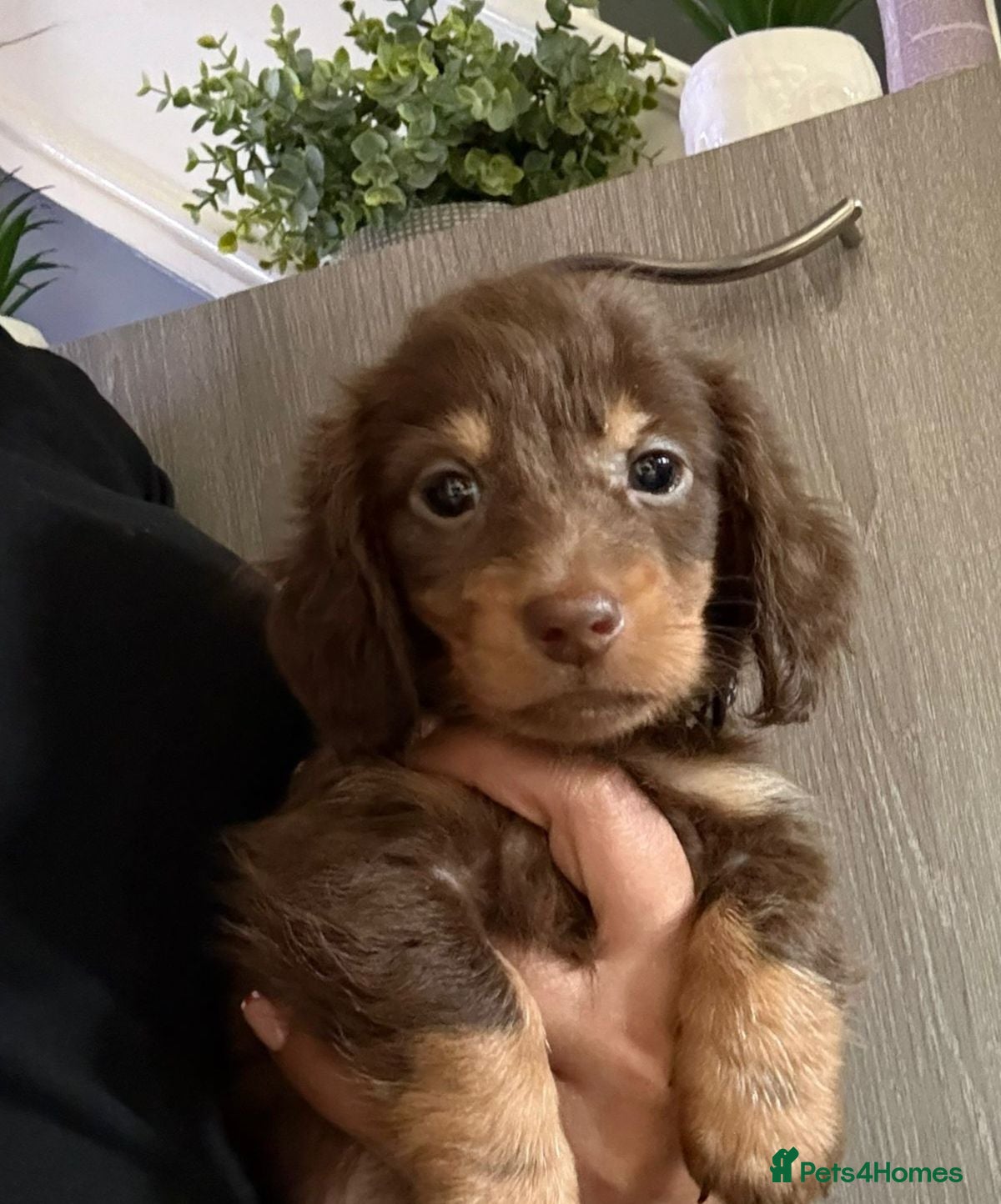 Dachshund dogs Long hair puppies only 2girl and 1 boy left 😍🥰 - Advert 1