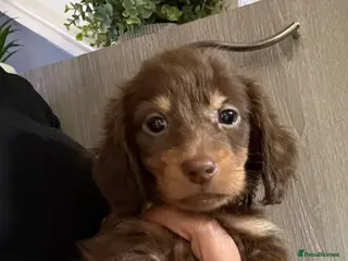 Dachshund dogs Long hair gorgeous puppies READY TO LEAVE😍🥰 - Advert 2