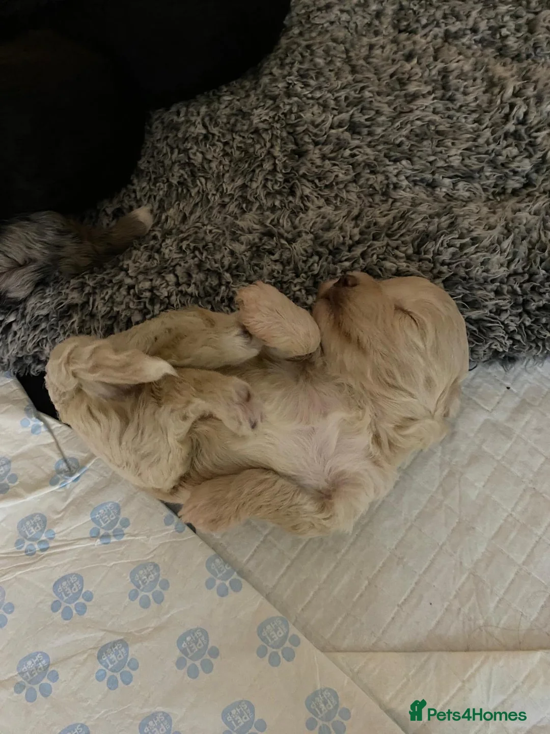 Cockapoo dogs for sale: Beautiful little of 6 cockapoo puppies - Advert 9