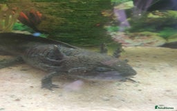 Other/Mixed Breed fish for sale: Aksolotle - Image 2