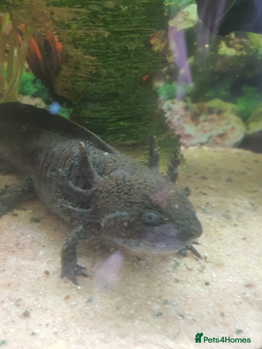 Other/Mixed Breed fish for sale: Aksolotle - Image 2