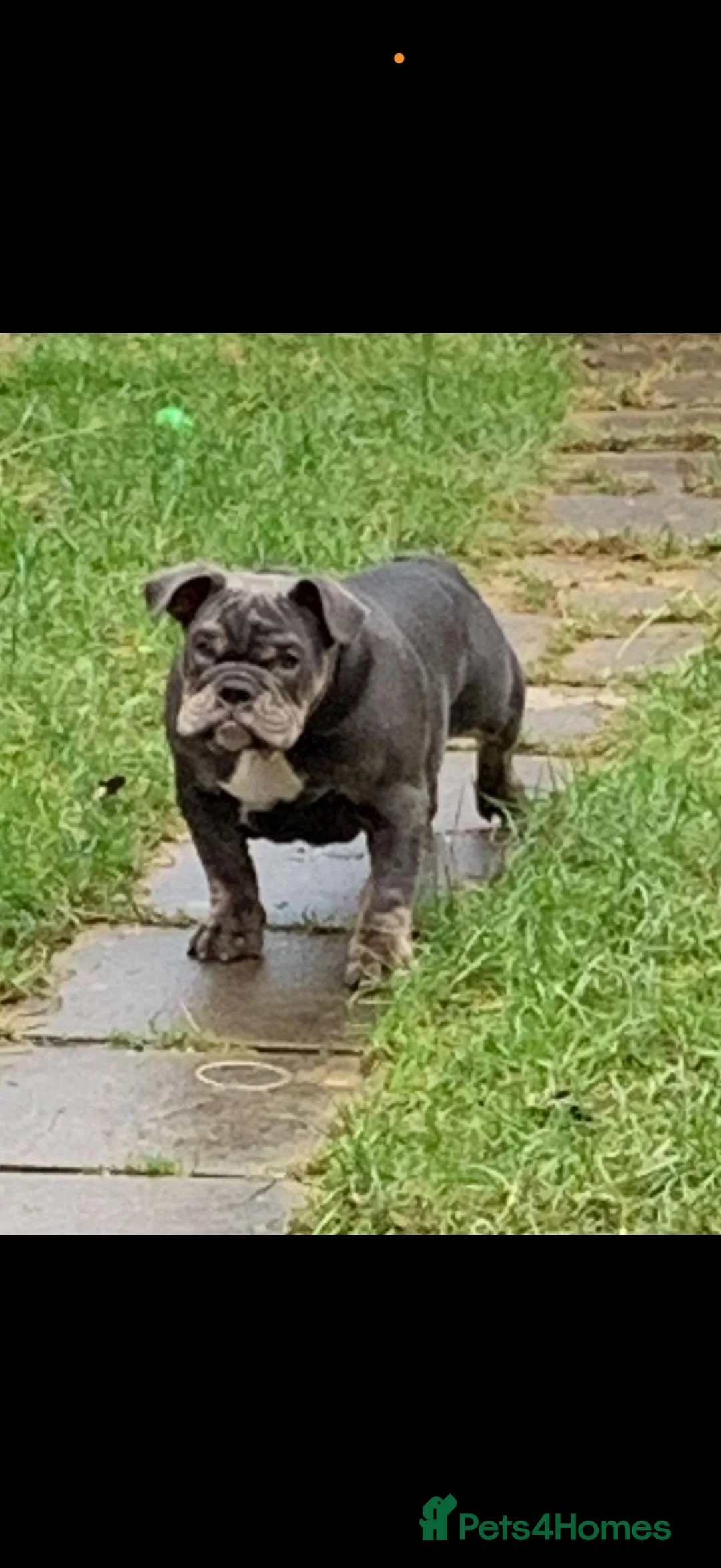 English Bulldog dogs for sale: English Bulldog - Advert 2