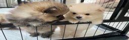 Pomeranian dogs for sale: Pure-Breed Mini Pomeranians  - Advert 10