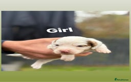 Cocker Spaniel dogs for sale: Cocker spaniel pups - Image 3